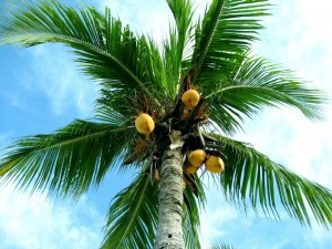 Coconut Tree