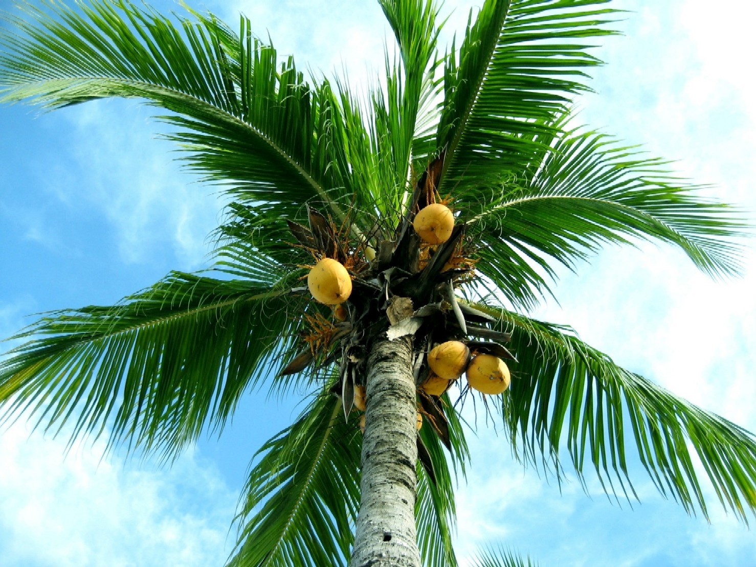 Coconuttree oonutjuie oonum 