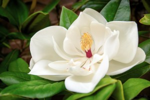 The beautiful white flower of the Magnolia Grandiflora, or South