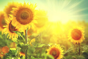 Sunflower field. Beautiful sunflowers blooming on the field. Gro