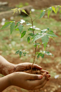 Ayurvedic Neem Plant