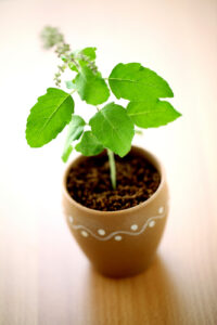 Basil Leaf Plant