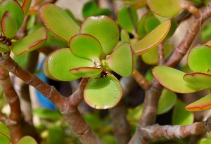 Jade Succulent Plant