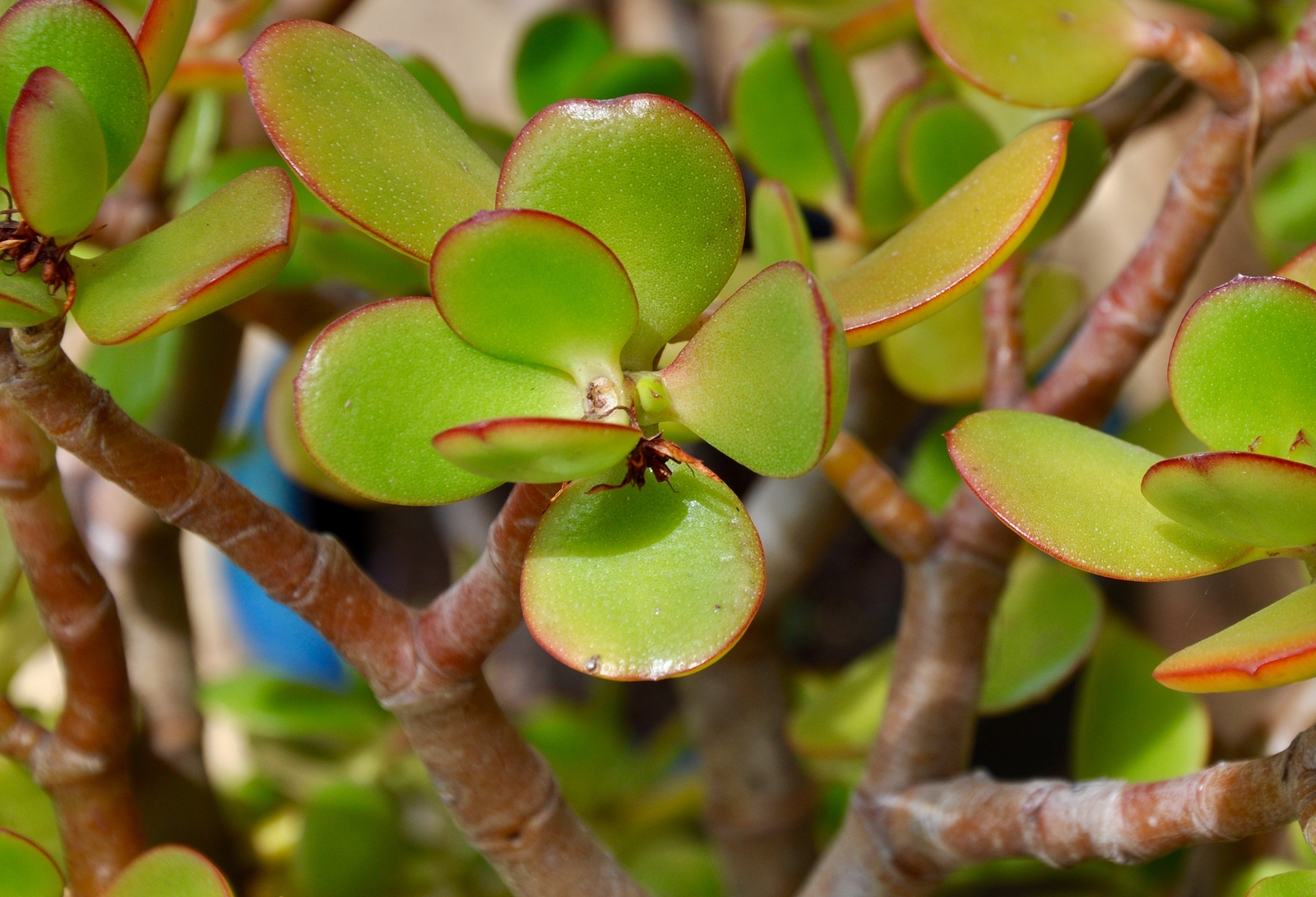 How To Care For A Large Jade Plant