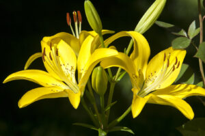 Lily (disambiguation) Lilies Lilium (band).