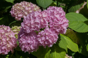 Pink Hydrangea Flowers