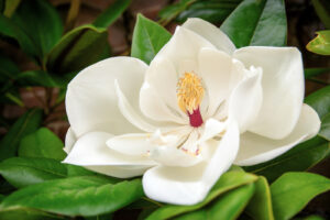 The beautiful white flower of the Magnolia Grandiflora, or South