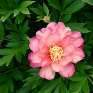 main-pink-peony-0410