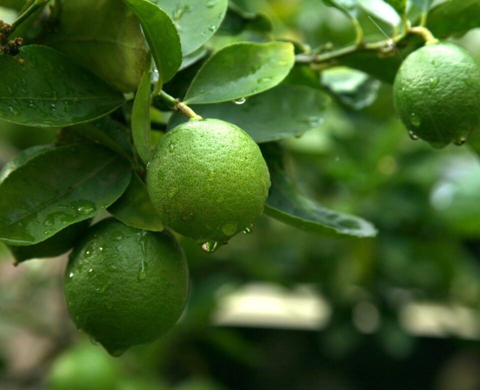 Green Lemons